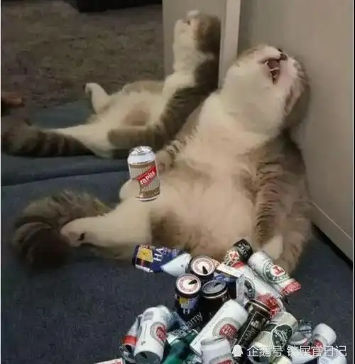 我喝多了(小猫)