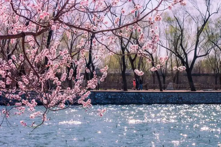 桃花流水波光粼粼