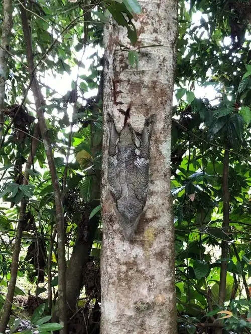 大～第一次在新加坡看到,于是搜了一下,这个小东西叫猫猴,也叫鼯猴