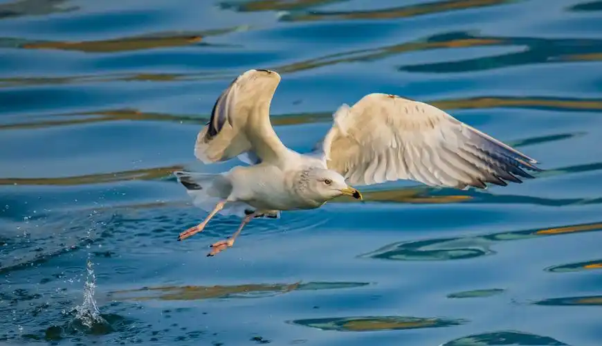 2020年春节长假夕阳下上海外滩黄浦江打鸟,摄影100张