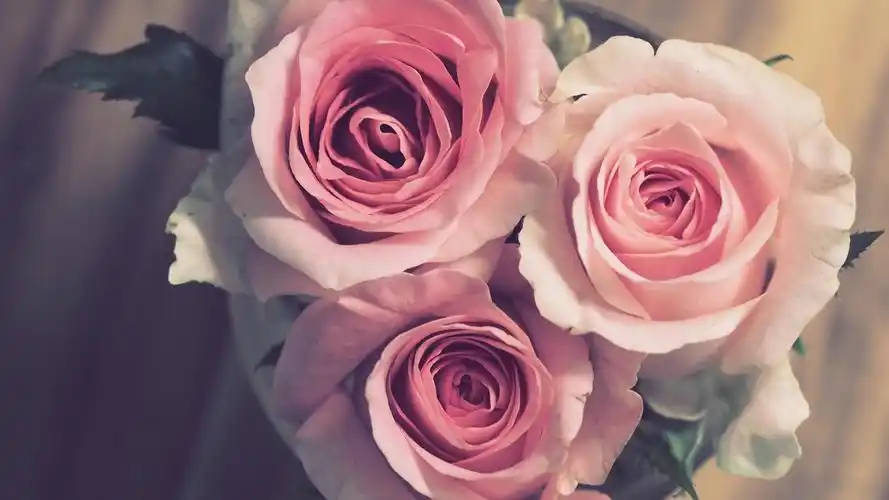 白色情人节最想要的花,情人节-回车桌面