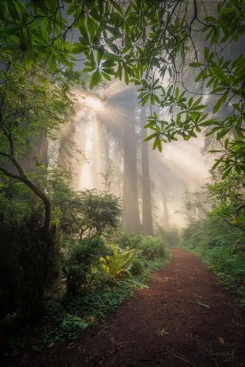 专访 | 荷兰摄影师拍下奇幻森林,看一次治愈一次