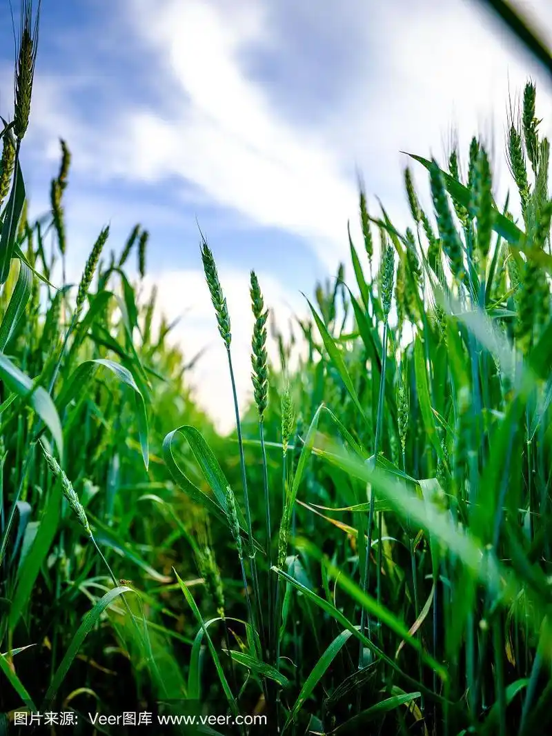 绿油油的麦田,农业景观.