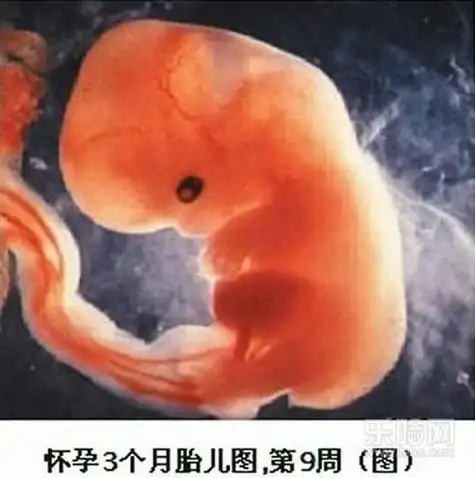 怀孕三个月胎儿图