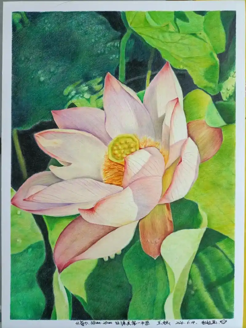 《荷》280  *380   彩铅画 .《荷》280  *3 - 抖音