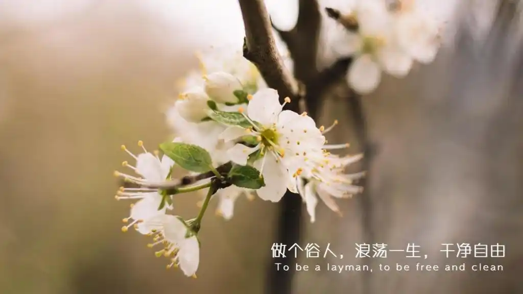 做个俗人浪荡一生干净自由带字图片,高清壁纸图片,非主流-回车桌面