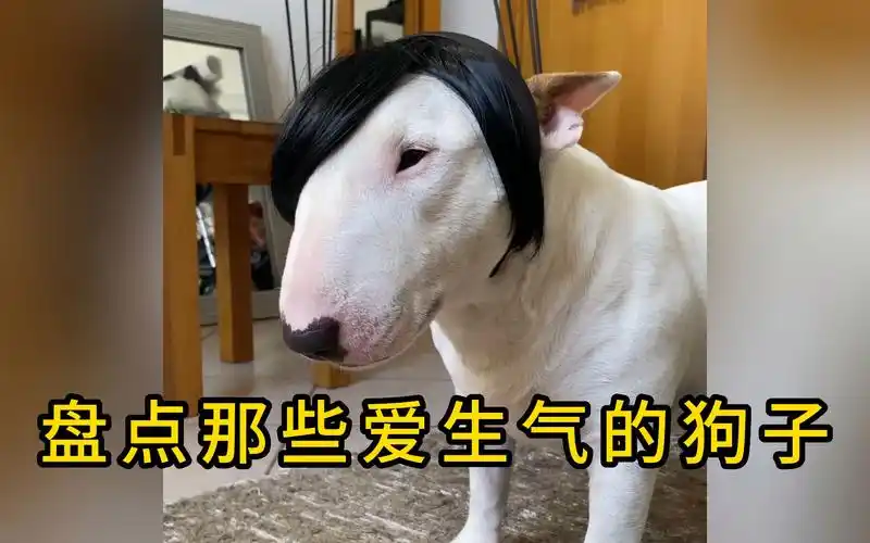 盘点那些爱生气的狗子,小黑脾气嘴暴躁,一言不合就跳崖