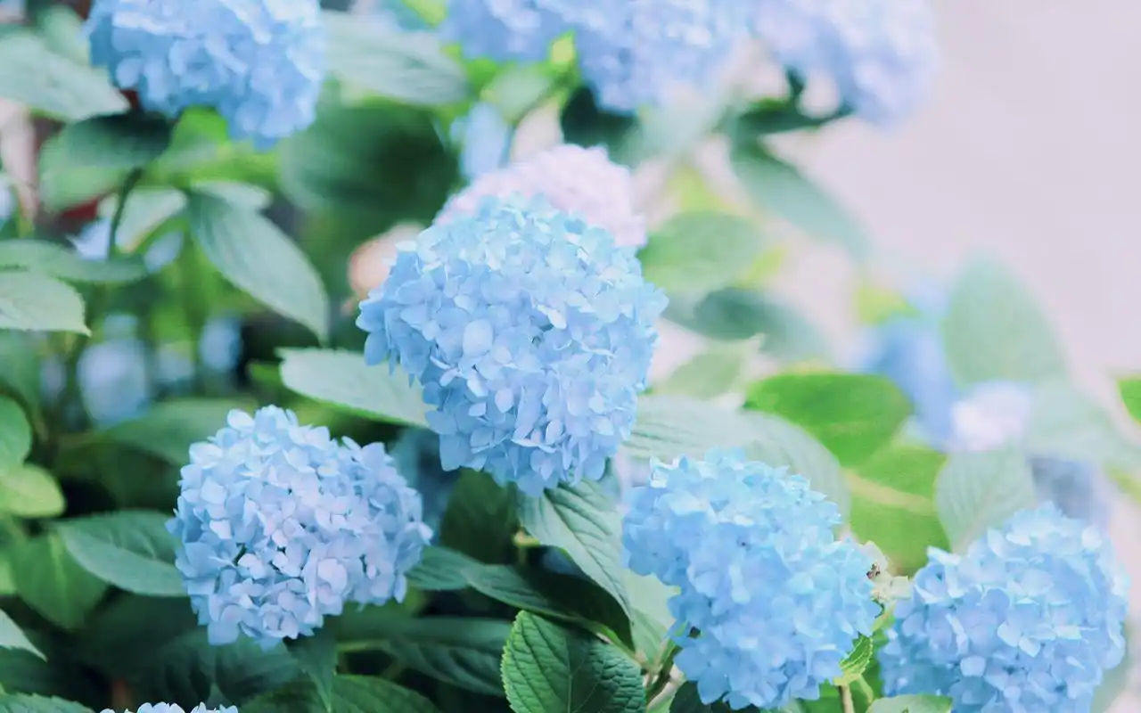 夏日小清新蓝色绣球花高清桌面壁纸