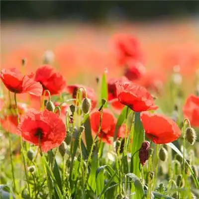 红色花朵头像个性唯美红色的罂粟花图片