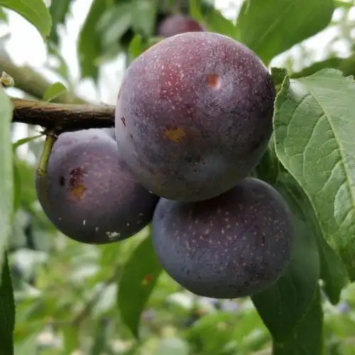 出售凤凰李果苗 新品种李子苗 优质嫁接果苗 基地直销果苗