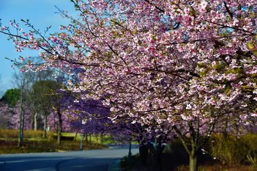 初春暖阳催开早樱花