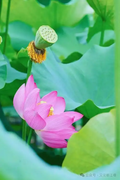 清凉一夏都江堰︱逃离城市喧嚣~尽情享受田园最美荷花季