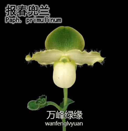 绿缘 兰花 兜兰属 原种 报春 实生苗 paphiopedilum tprimulinum