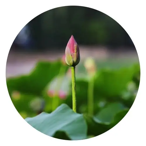 拂袖清风宜养性,出云明月自修心.不教尘色涴清襟.