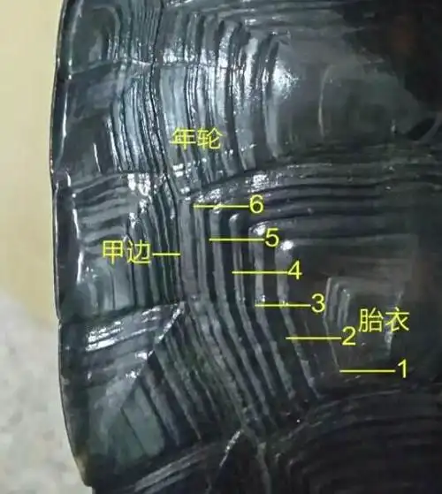 中华草龟怎样看年龄