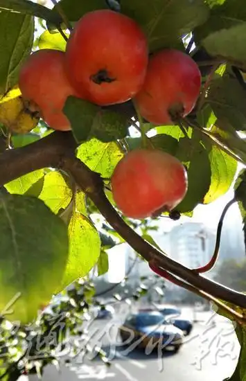 石家庄:冬红果海棠挂果装点城市道路