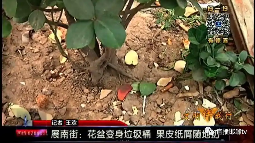 展南街:花盆变身垃圾桶 果皮纸屑随地扔