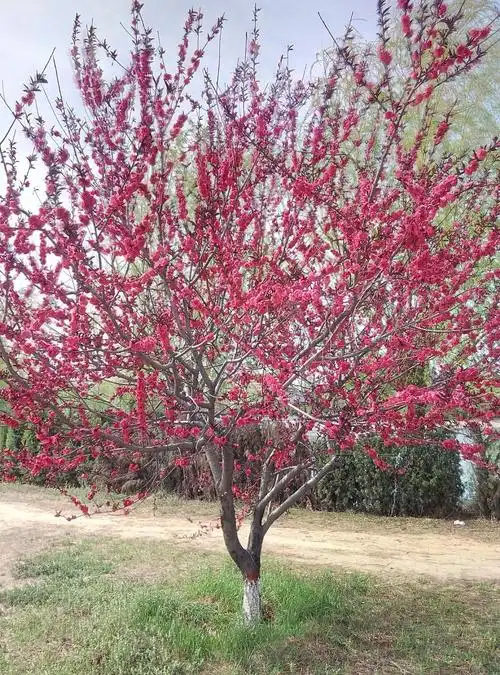 这满树的桃花,真是让人看也看不够.
