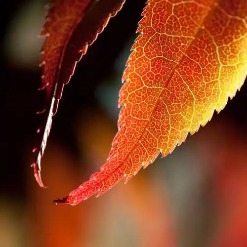 特写镜头摄影的绿色叶子植物hd墙纸