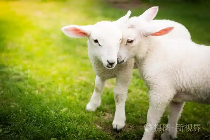 两只小羊在绿色的田野上拥抱