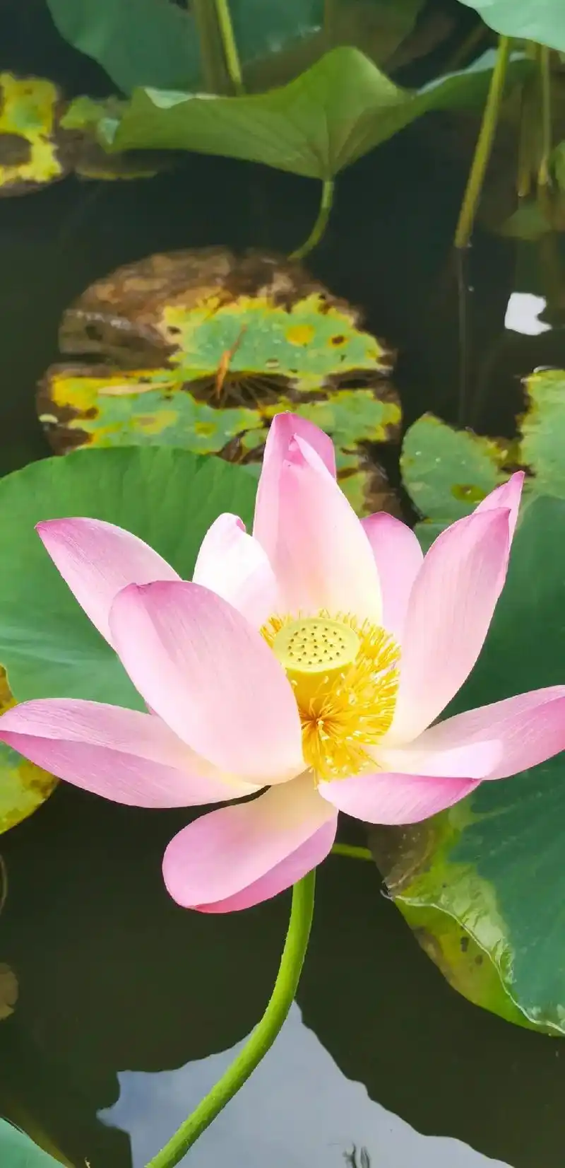 莲花盛开,南无阿弥陀佛.#一花一世界一叶一菩提 #人生是一场 - 抖音