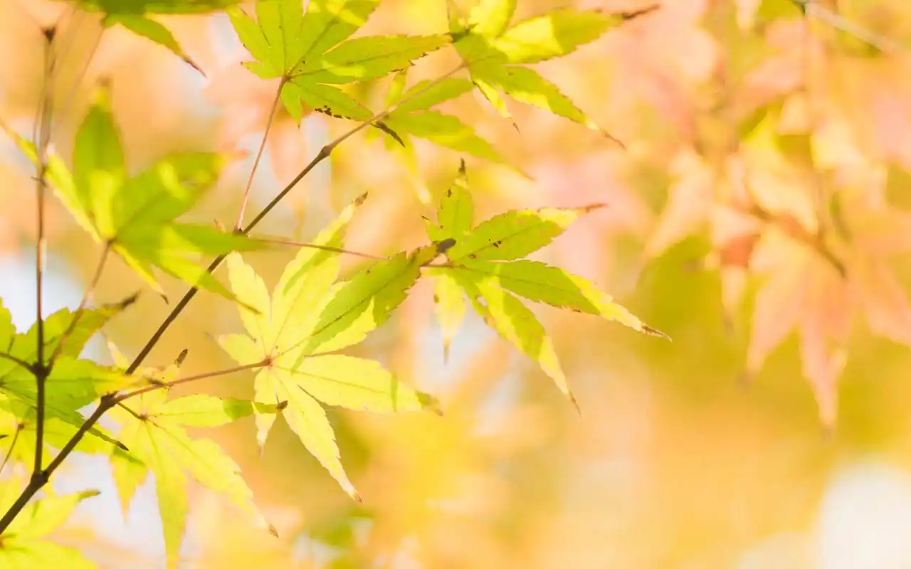 秋天黄色枫叶小清新唯美图片桌面壁纸