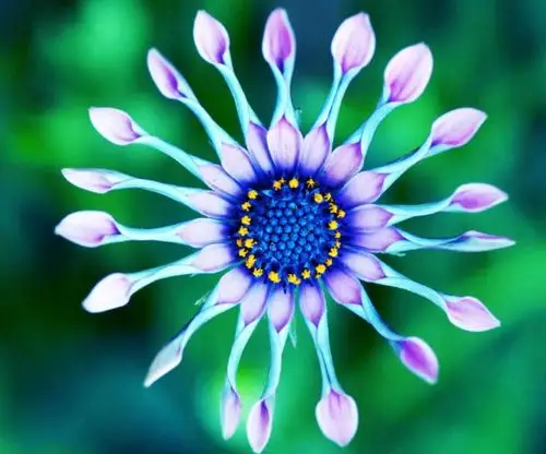 那里见到的,那就是蓝眼菊,说实话第一眼的时候真的是没有看出来是菊花