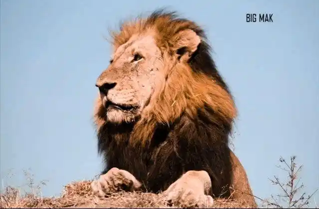 坏男孩联盟狮王之王恩格拉拉里克|雄狮|雌狮_网易订阅