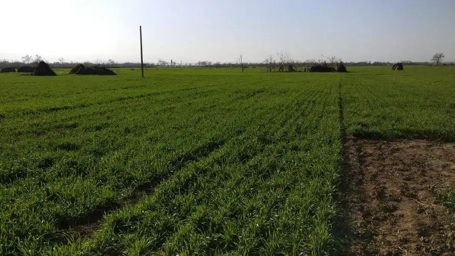 麦苗田 - 轻摄影 - 一加手机社区官方论坛