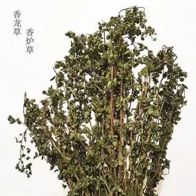 广元香龙草苍溪野生香炉草茶香浓草香露草100g香薷