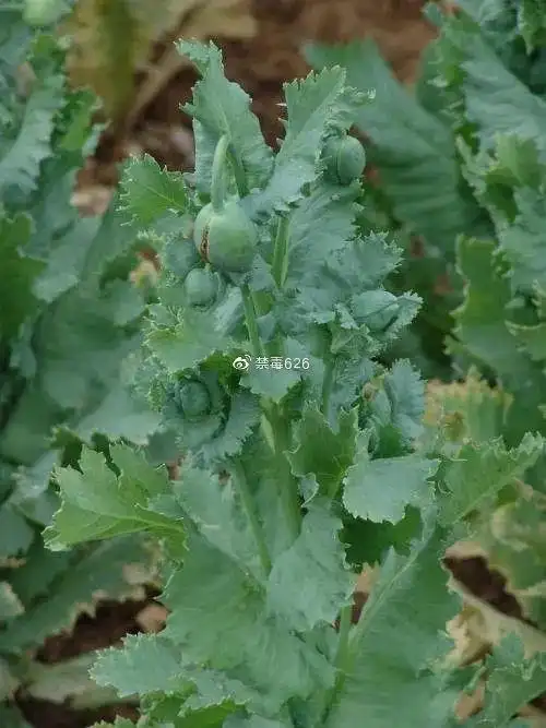 虞美人与罂粟同属于罂粟科,因此,它们在外形,花期以及形态方面非常