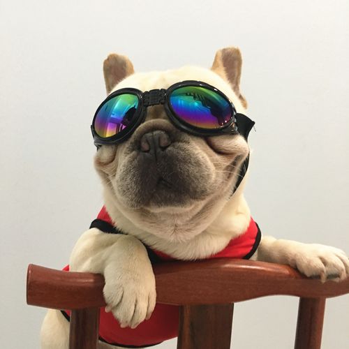 动感墨镜英国斗牛犬法斗狗狗防风宠物搞怪眼镜其它服饰配件