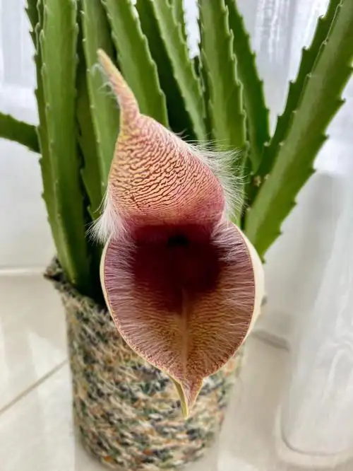 多肉植物大花犀牛角