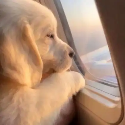 萌宠头像高清无水印精选可爱图片