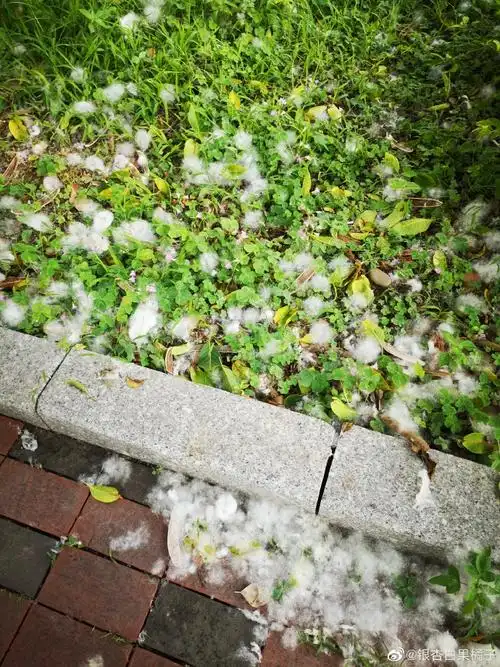 木棉花变成了满地棉絮,来广东7年,第一次. 来自银杏白果橘子 - 微博