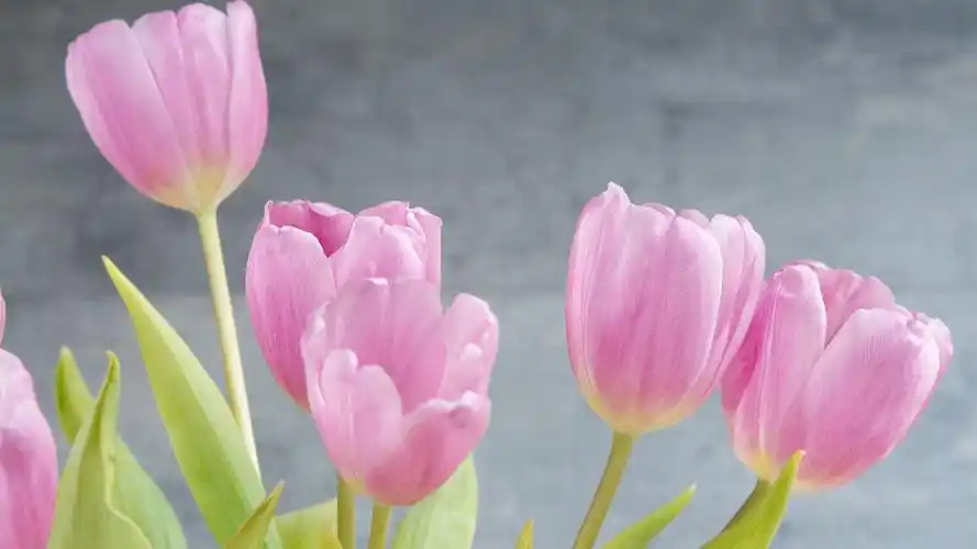 粉色郁金香娇艳花卉图片壁纸高清大图预览1920x1080_植物壁纸下载_美