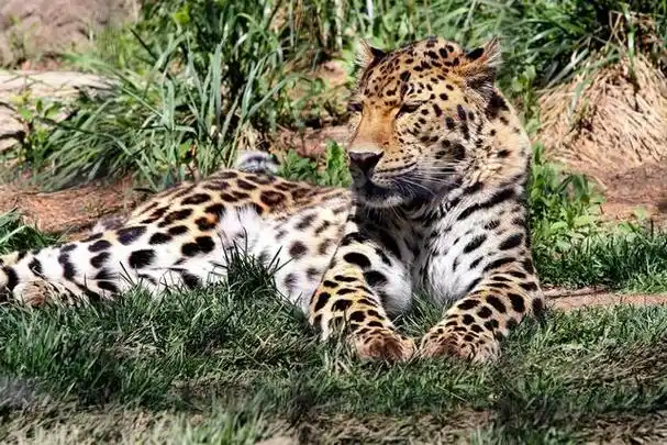 地球上濒临灭绝的8种稀有动物(除了北方白犀牛)(11)