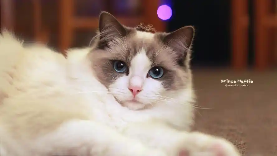 布偶猫是哪个国家的品种