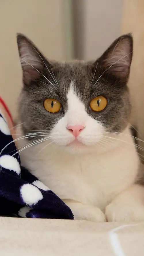 蓝白英短,可爱,猫咪,胡须,眼睛,耳朵,写真,鼻子,颜色台州