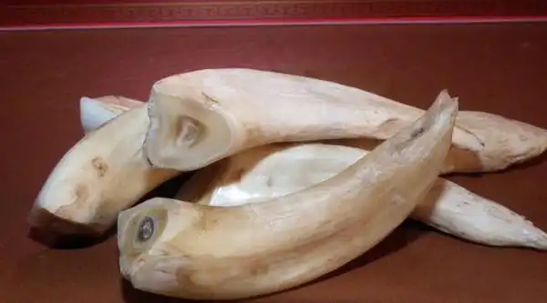 野猪牙难道成为了2016年文玩界的黑马啦表闹啦