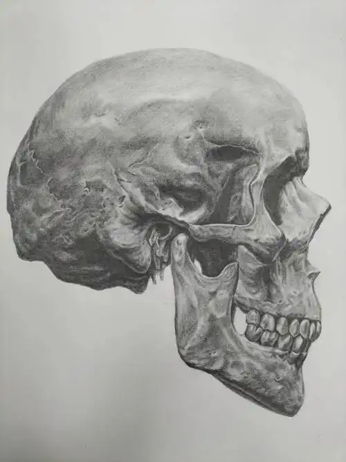 寻找小红书绘画大神  #画画的日常  #手绘  #素描  #骷髅头  #绘画