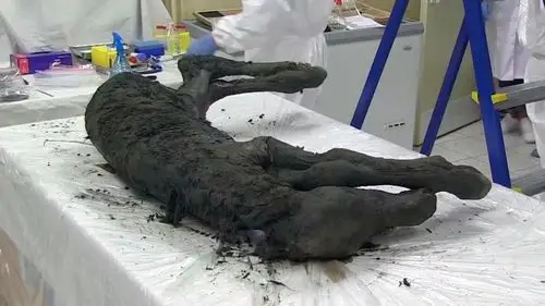 scientists find perfectly preserved ancient foal in siberia