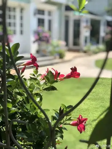 2021园丁奖花园组003号amy的花园