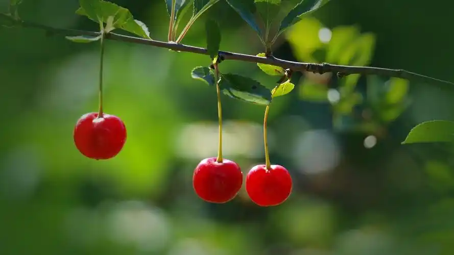 精选清新的绿色植物护眼桌面壁纸高清-植物壁纸-手机壁纸下载-美桌网