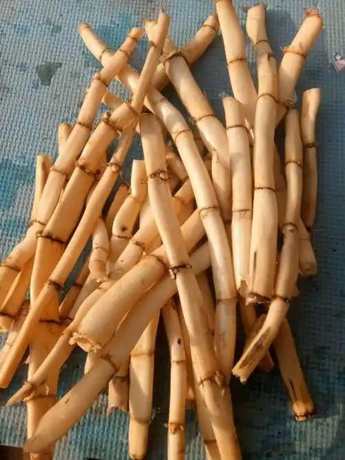 新鲜芦根泡水的正确方法,新鲜芦根泡水的正确方法是