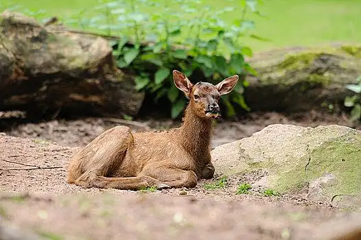 诞生,北美马鹿,鹿属,卧,沙子
