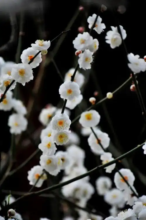 太原碑林公园绿萼梅.别名 绿梅花,白梅花 2020.3.15