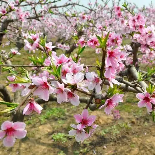 家里可以养桃花吗