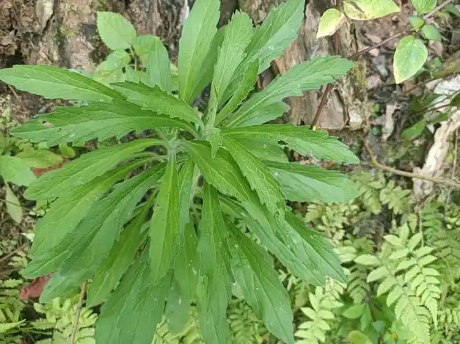 农村常见的草王,用来煮水洗头好处多,去油又防脱,很多人不知道_飞蓬_
