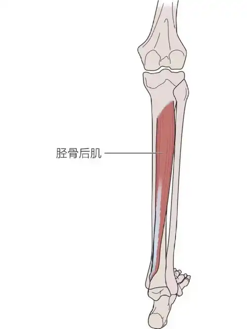 足部和踝部功能解剖学胫骨后肌